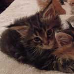 Kotka Maine Coon