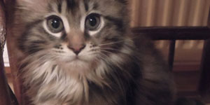 Kotka Maine Coon