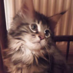 Kotka Maine Coon