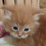 Kocurek Maine Coon