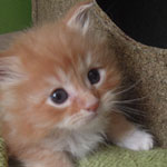 Kocurek Maine Coon