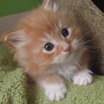 Kocurek Maine Coon