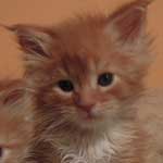 Kocurek Maine Coon