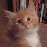 Kocurek Maine Coon