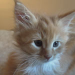Kocurek Maine Coon