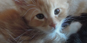 Kocurek Maine Coon