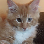Kocurek Maine Coon