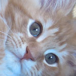 Kocurek Maine Coon