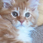Kocurek Maine Coon