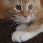 Kocurek Maine Coon