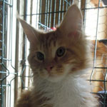 Kocurek Maine Coon