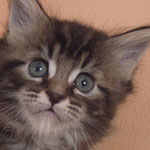 Kocurek Maine Coon