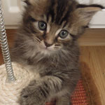 Kocurek Maine Coon