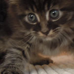 Kocurek Maine Coon