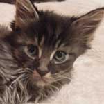 Kocurek Maine Coon