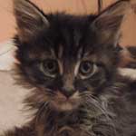 Kocurek Maine Coon