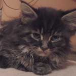 Kocurek Maine Coon