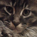 Kocurek Maine Coon