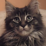 Kocurek Maine Coon
