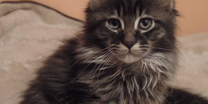 Kocurek Maine Coon