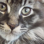 Kocurek Maine Coon