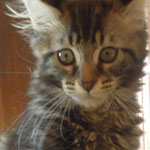 Kocurek Maine Coon
