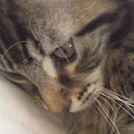 Kocurek Maine Coon