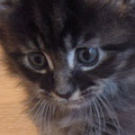 Kocurek Maine Coon