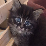 Kocurek Maine Coon