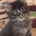 Kocurek Maine Coon