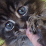 Kocurek Maine Coon