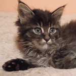 Kocurek Maine Coon