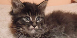 Kocurek Maine Coon