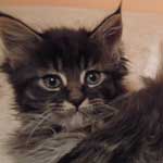 Kocurek Maine Coon