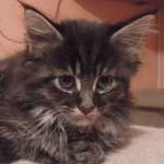 Kocurek Maine Coon