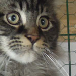Kocurek Maine Coon