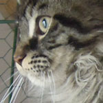 Kocurek Maine Coon