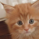 Kocurek Maine Coon