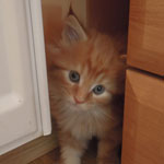 Kocurek Maine Coon