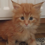 Kocurek Maine Coon