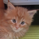 Kocurek Maine Coon