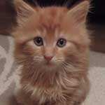 Kocurek Maine Coon