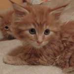 Kocurek Maine Coon