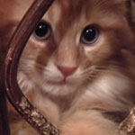 Kocurek Maine Coon