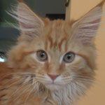 Kocurek Maine Coon