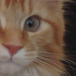 Kocurek Maine Coon