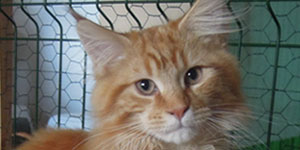 Kocurek Maine Coon