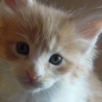 Kotka Maine Coon
