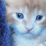 Kotka Maine Coon