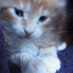 Kotka Maine Coon
